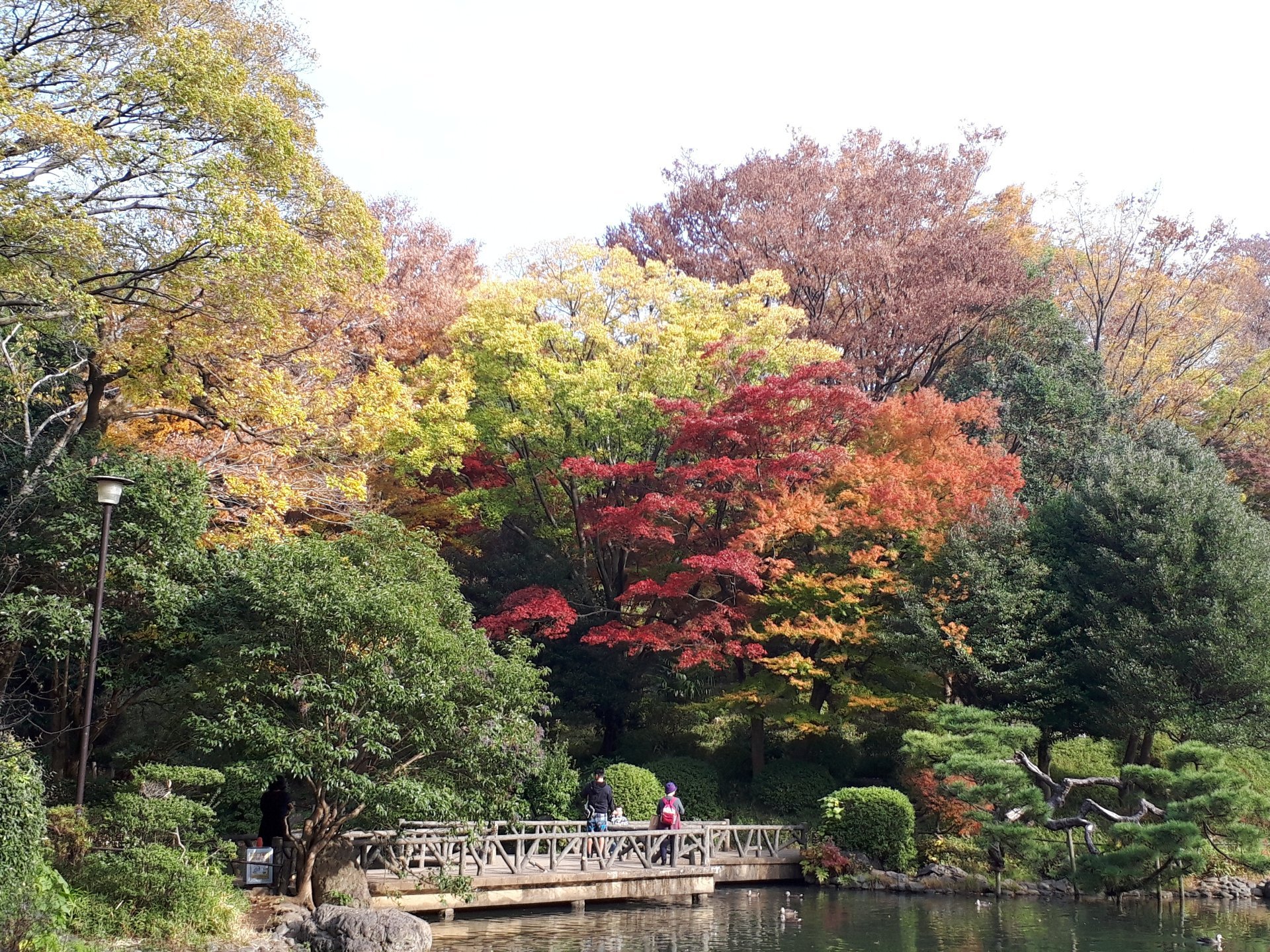 11月 池と紅葉