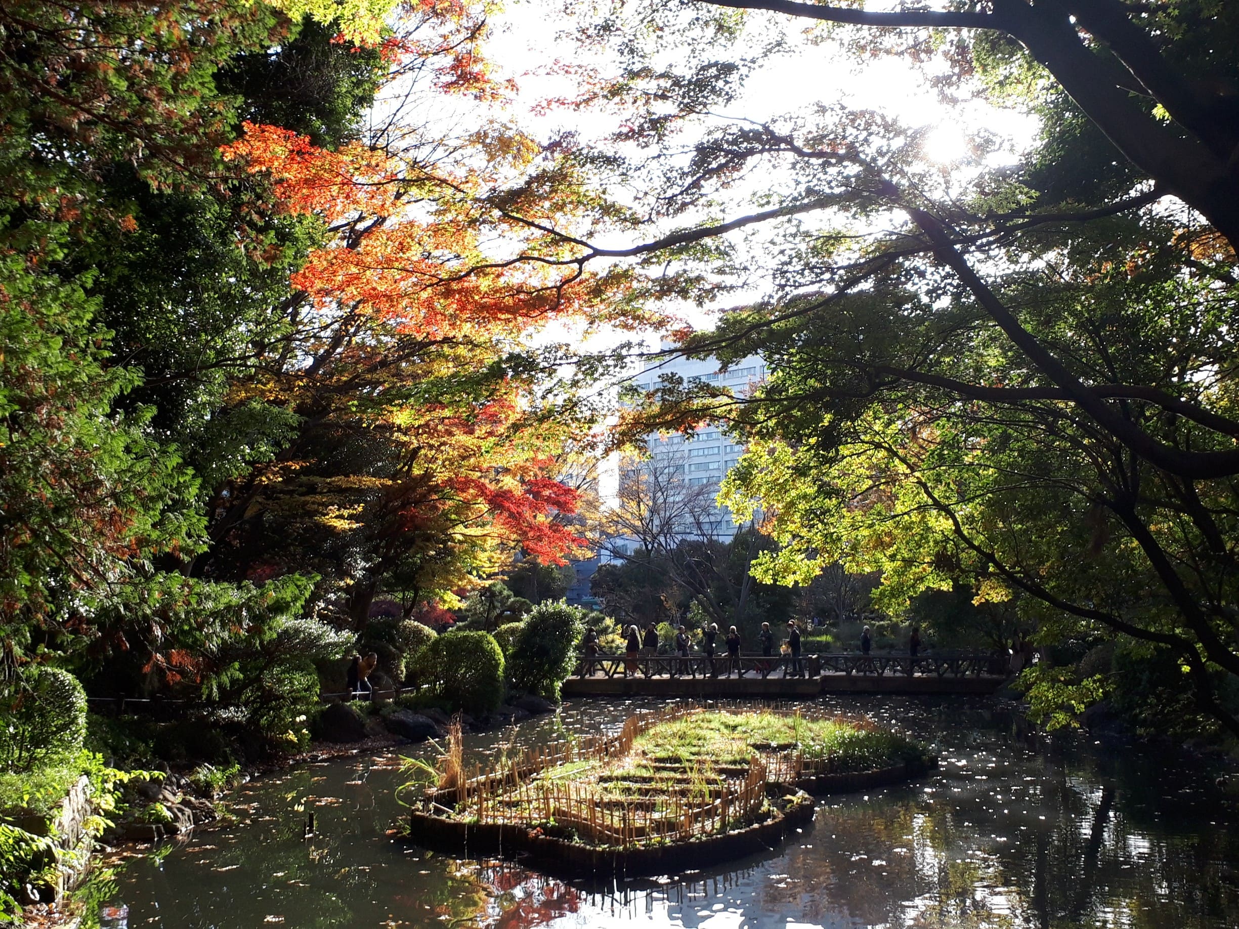 11月 花菖蒲園と紅葉