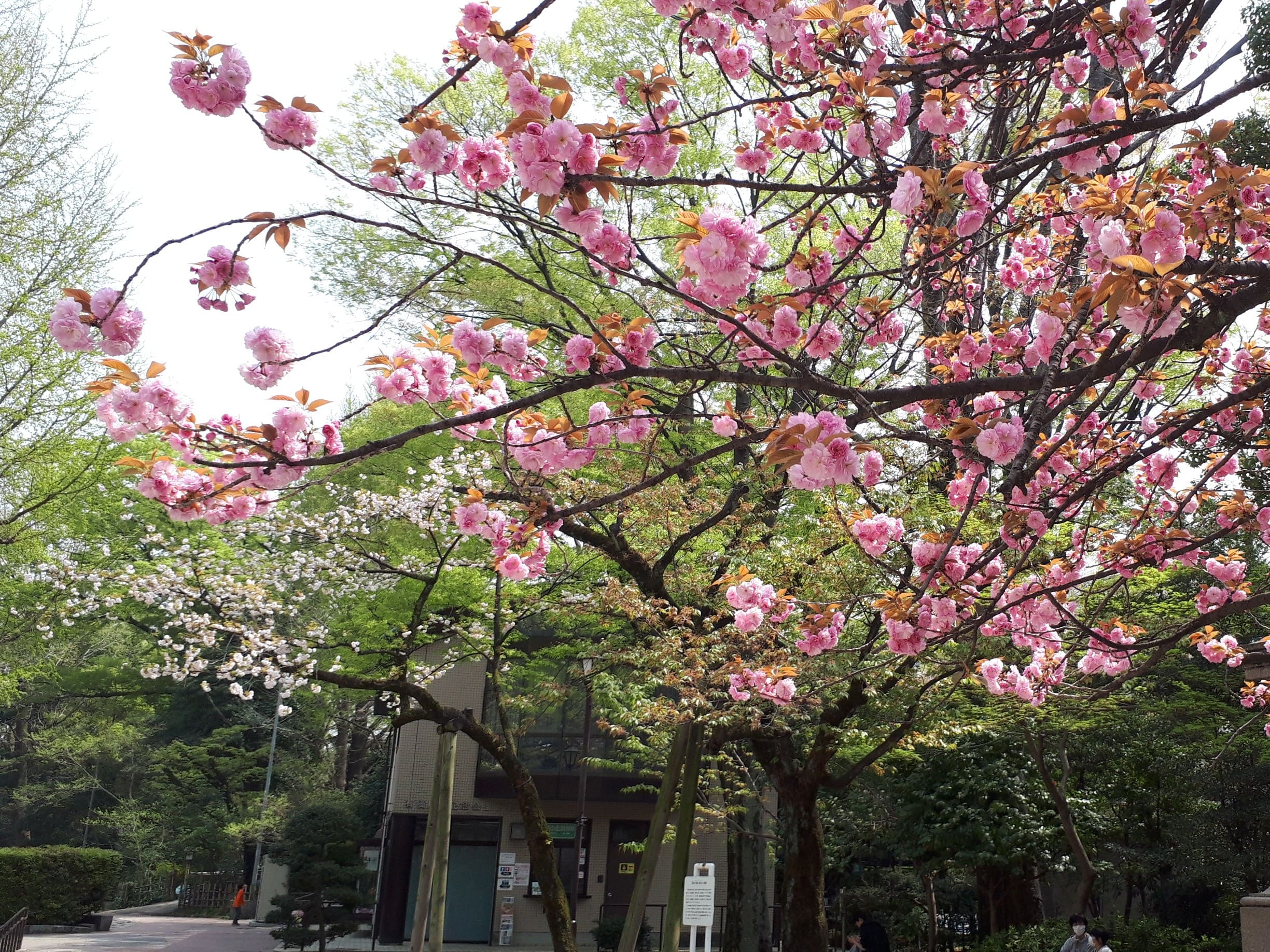 4月 広場　八重桜